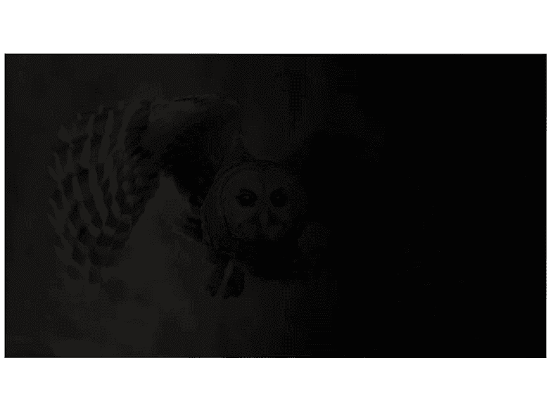 Filtr prywatyzujący NATEC OWL 23.8 cala Czarny