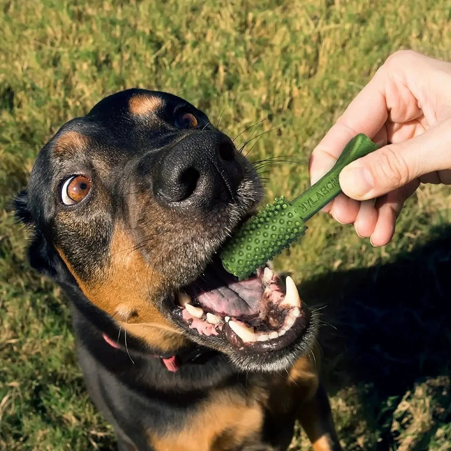 Opakowanie 20 zabawek dla psów Nylabone Nutri Dent Small TU