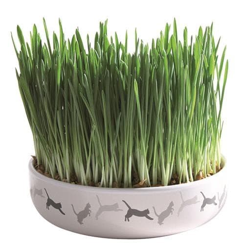 Miska Ceramiczna 15X4Cm Na Trawę Dla Kota
