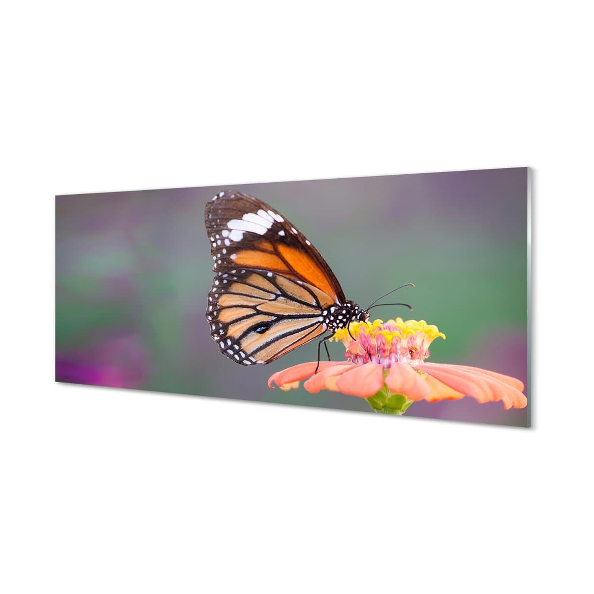 Ochronny panel szklany Kolorowy motyl kwiat 125x50 cm