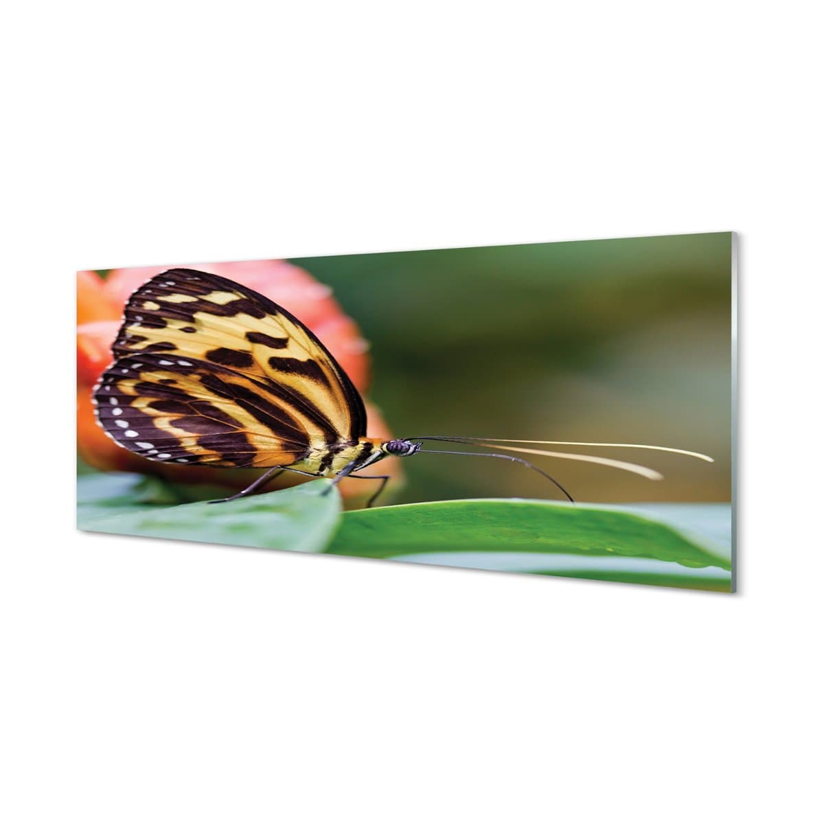 Panel dekoracyjny szkło hartowane Motyl 125x50 cm