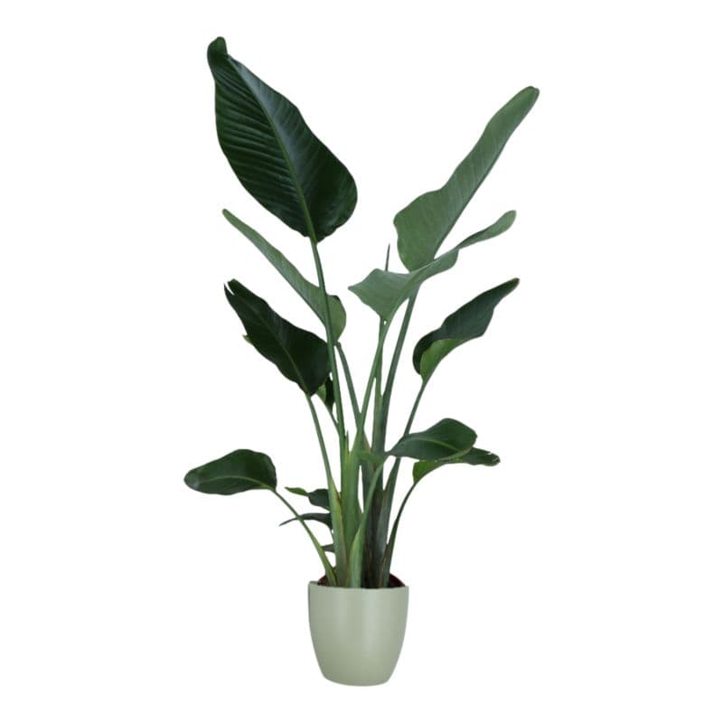 Strelicja w ceramicznej doniczce 24 cm